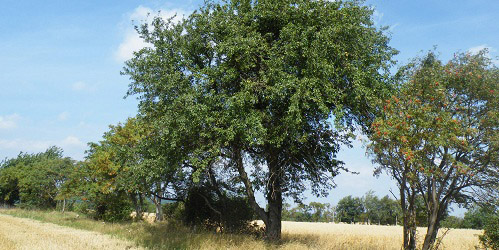 Selten und bedroht: der Wildapfel ist Baum des Jahres 2013, Quelle: Grüne Liga Osterzgebirge e.V.