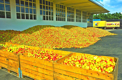 Äpfelanlieferung im Hof der Familienkelterei Possmann