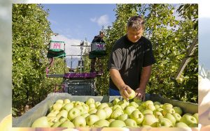 Südtiroler Apfelernte 2017: Vielversprechender Jahresausblick für 2018, trotz geringerer Apfelernte