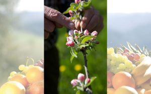 Naturprodukt Fruchtsaft: Mit der Obstblüte beginnt das Fruchtsaft-Jahr 2018