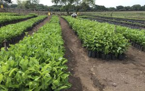 Fructo AG: Investment in Passionfruchtanbau und -verarbeitung in Nicaragua erreicht Etappenziel