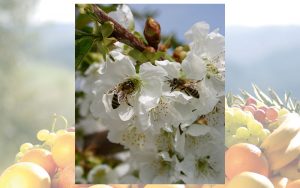Deutsche Obstkulturen sind eine wichtige Nahrungsquelle für Bienen