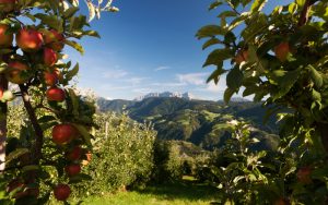 VOG: Hohe Qualität der Apfelernte 2019