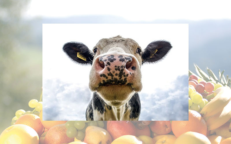 Bioreaktor Kuh - Antikörper aus der Kuh ersetzen Antibiotika