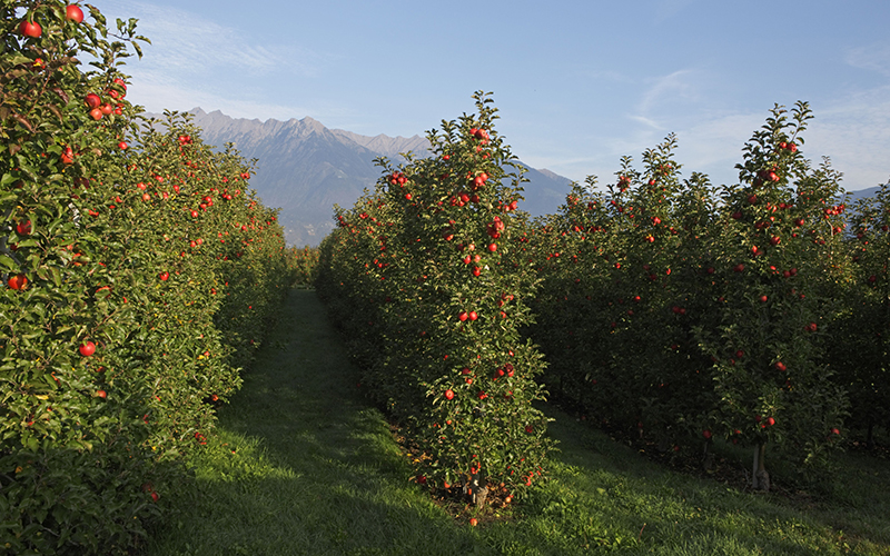 Südtiroler Apfelernte 2019: Qualitativ hochwertige Ernte trotz ungünstiger Witterungsverhältnisse