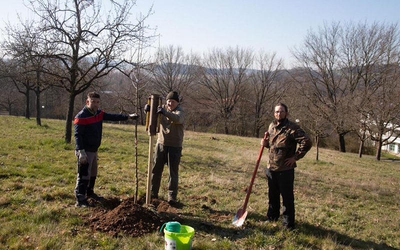 Umfangreiche Neupflanzungen auf der Bad Birnbacher Streuobstwiese