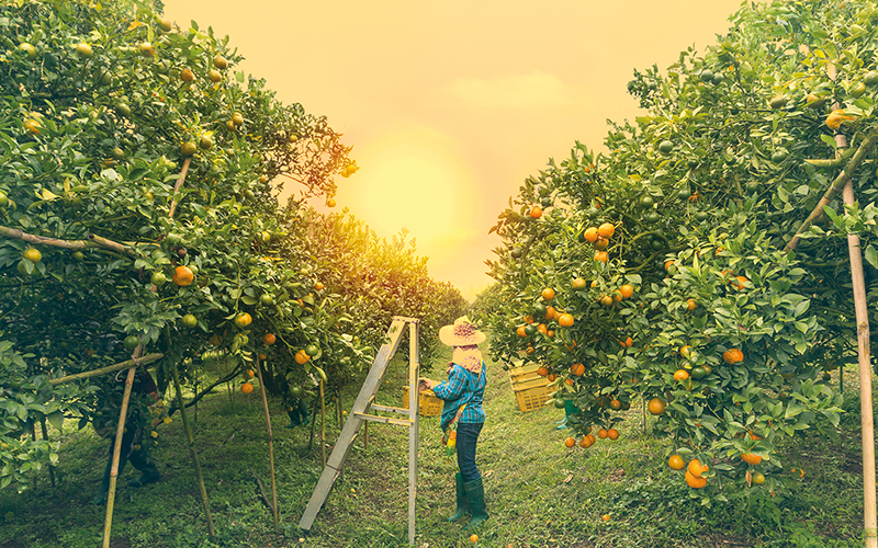 Eckes-Granini Gruppe setzt gemeinsam mit Solidaridad Kleinbauernprojekt zur Förderung des nachhaltigen Orangenanbaus in Brasilien um