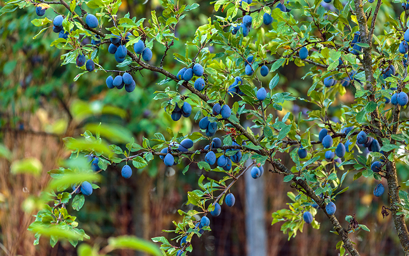 Blaue Aussichten! Die Saison für deutsche Zwetschgen und Pflaumen kommt auf Hochtouren!