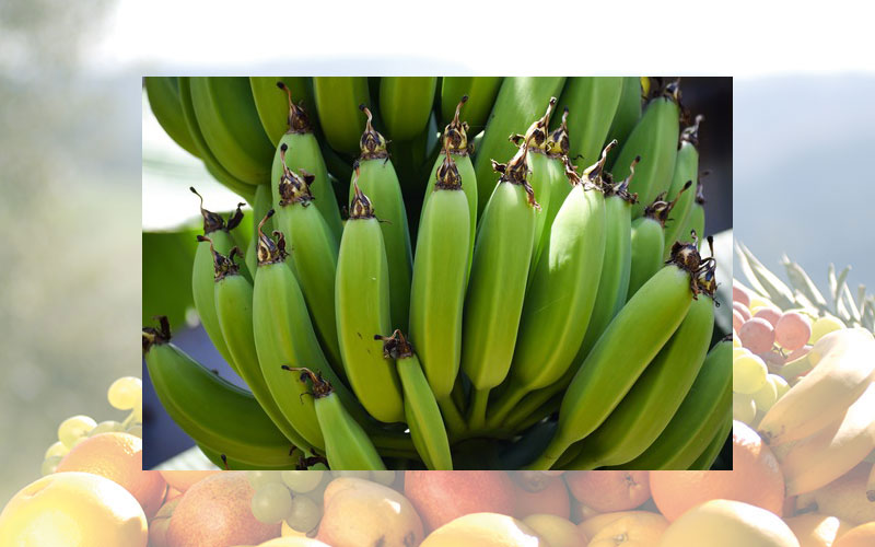 Biologische Vielfalt berücksichtigen: Empfehlungen für biodiversitätsfreundlichen Bananen- und Ananasanbau