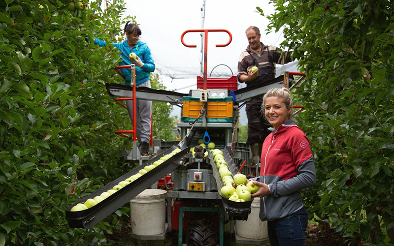 Südtiroler Apfelernte 2020: Erntemengen stabil