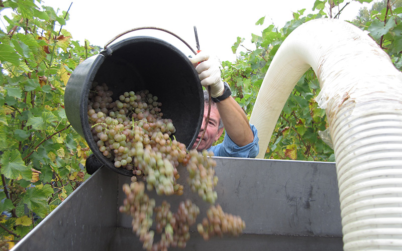 Guter Weingeschmack: Umwelt beeinflusst Aroma-bildende Bakterien im Wein