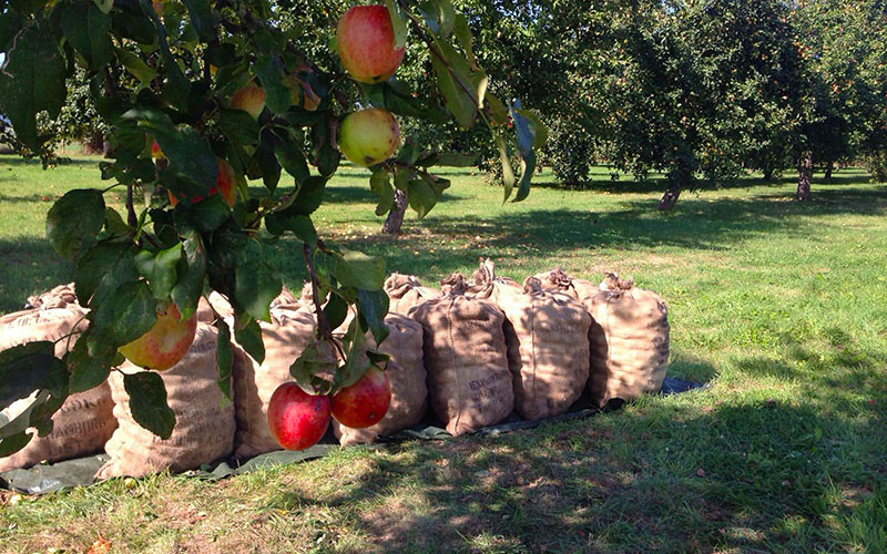 Da most Du hin – beckers bester lädt zum traditionellen Lohnmost