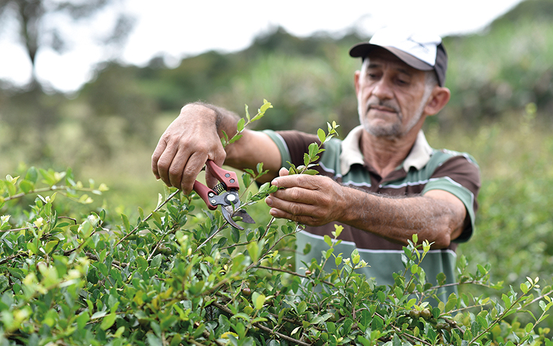 Symrise: Diana Food bringt erstes Acerola-Pulver mit Bio- und Fair-Trade-Zertifikat auf den Markt
