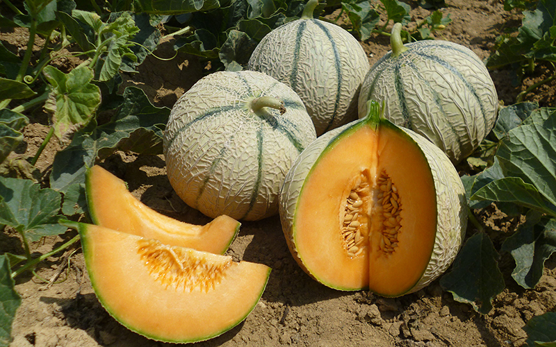 BASF wird das innovative Melonenzüchtungsunternehmen ASL übernehmen