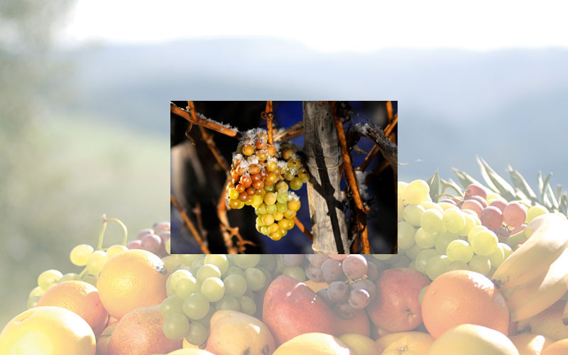 Frühe Eisweinlese 2020