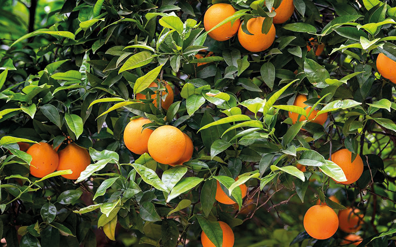 Kaufland ist Gründungsmitglied der Partnerschaft für Nachhaltigen Orangensaft (PANAO)