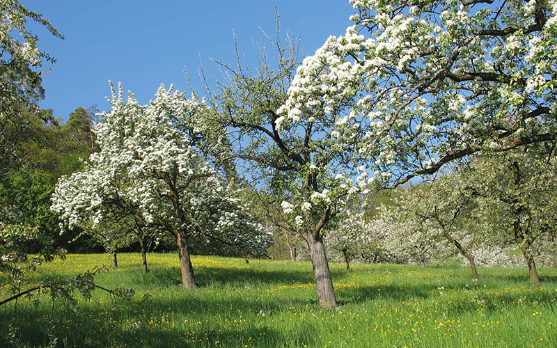 Erster "Tag der Streuobstwiese" in Europa