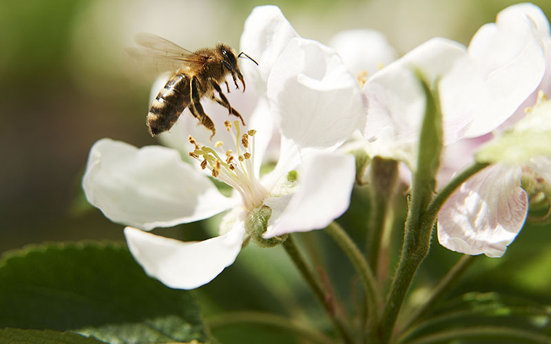 Bee Pink: Pink Lady Europe engagiert sich für Bienen
