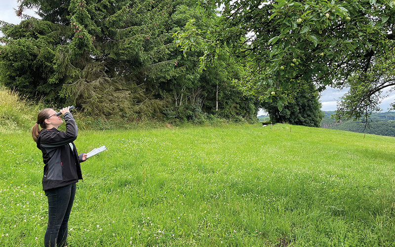 VdF veröffentlicht Ernteschätzung 2021: Fruchtsaftindustrie rechnet mit einer schwachen Streuobsternte von 300.000 Tonnen