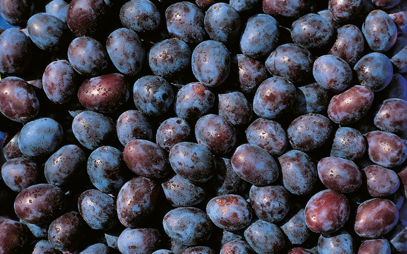 Die Zeit ist reif… für Zwetschgen und Pflaumen!