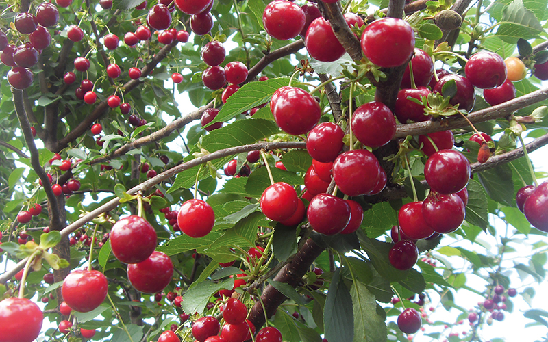 Kirschenernte 2021: Erntemenge voraussichtlich um 8,4 % niedriger als im Vorjahr