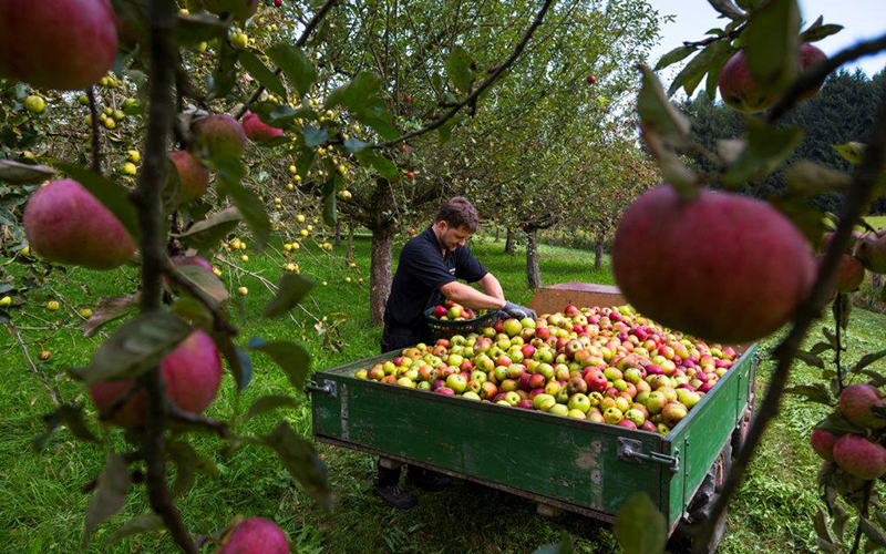 Apfelernte 2021: Natursaftkelterei Wolfra nimmt im September wieder Äpfel von Obstbauern und Gartenbesitzern an