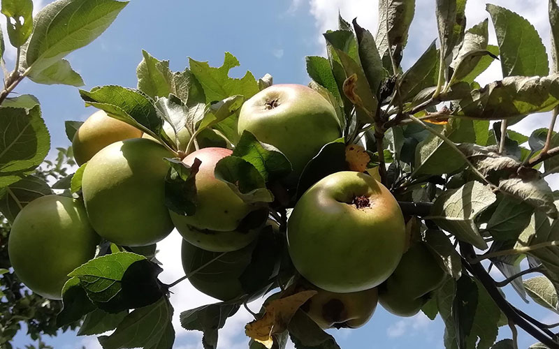 Schlechte Ertragsaussichten für Brandenburger Äpfel