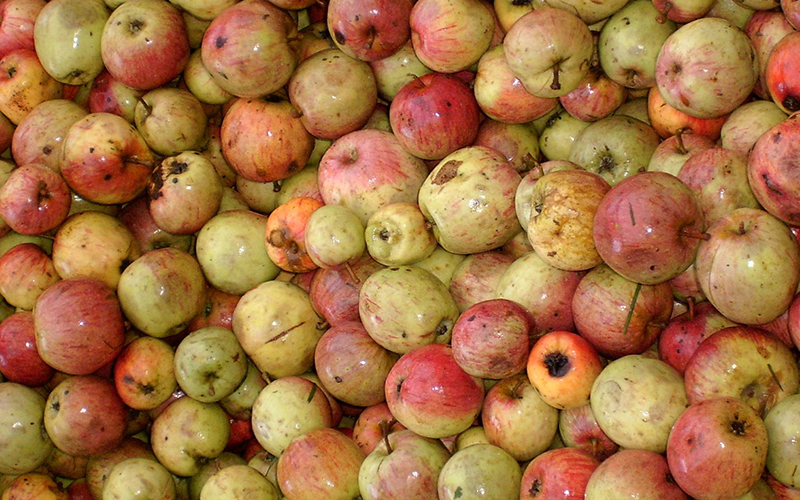 Wer zahlt wie viel fürs Mostobst? Preisvergleich beim Streuobst