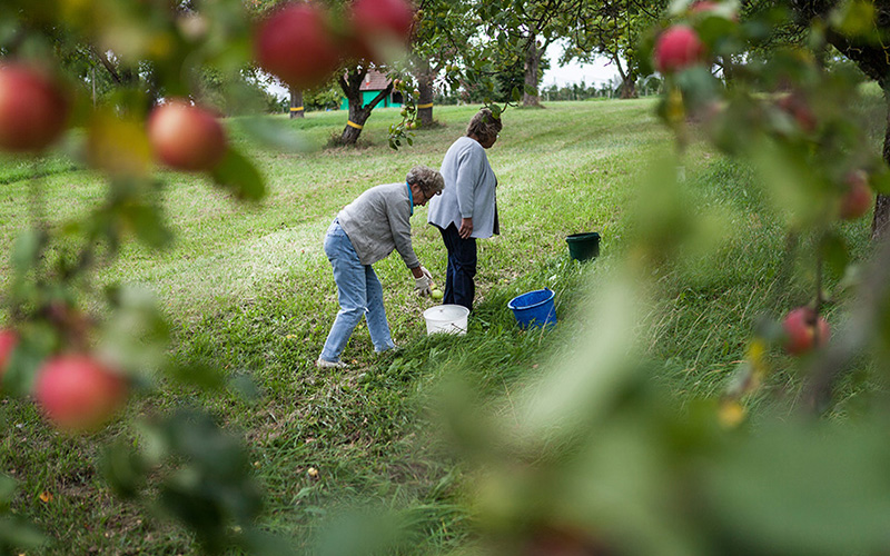 VdF begrüßt Ernteaktion "Gelbes Band"