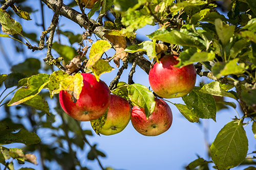 Schwieriges Wetter und Klimastress führten zu schwacher heimischer Apfelernte 2021