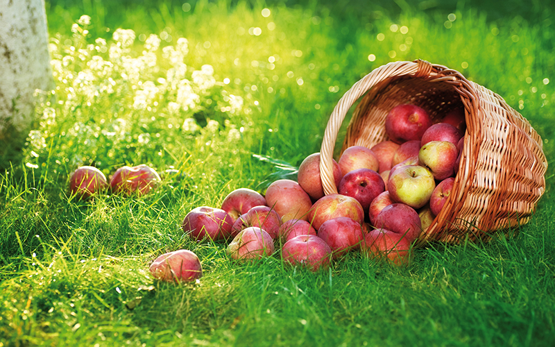 Apfelernte 2021 auf Vorjahresniveau, Pflaumenernte um 14 % gesunken