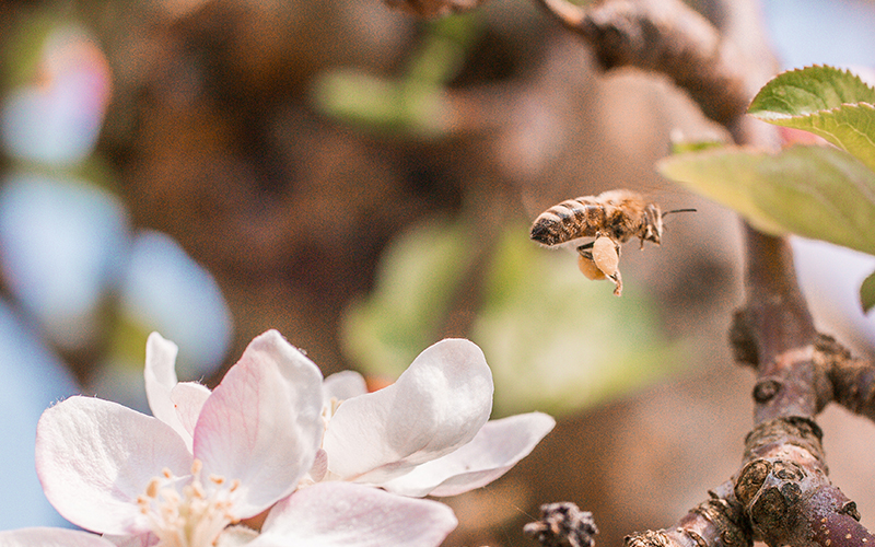 Bienen und Artenvielfalt schützen