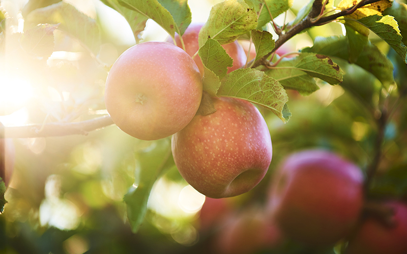 Europäische Pink Lady Apfelbauern erwarten gute Ernte 2022