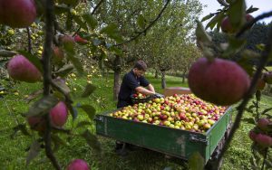 Gute Apfelernte 2022: Über eine Million Liter Apfelsaft bei Wolfra in diesem Jahr