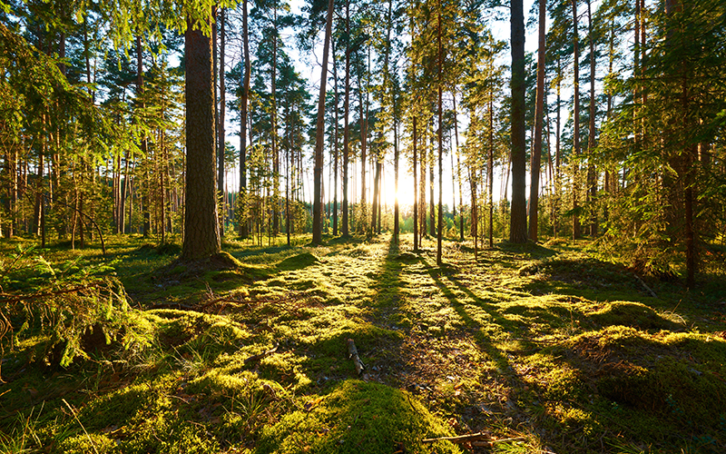 Nachhaltig bewirtschaftete Wälder – das Rückgrat der europäischen Papier- und Kartonindustrie