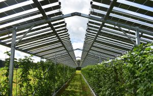 BayWa r.e. baut größtes "Fruitvoltaic"-Projekt in Europa