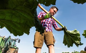 Rhabarber-Ernte 2023: 1A-Qualität für Wolfra