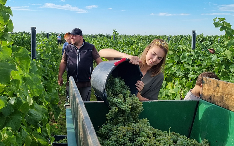 Erste Trauben für Federweißen gelesen