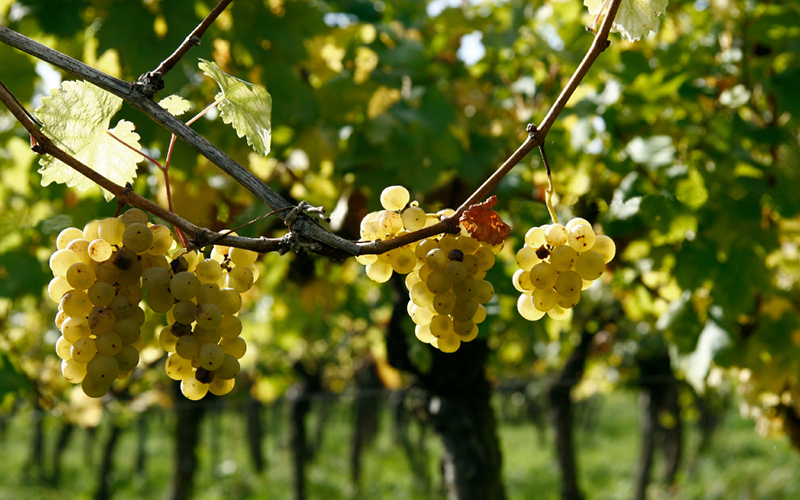 Weinbau: Präzisere Pilz-Bekämpfung durch Digitalisierung
