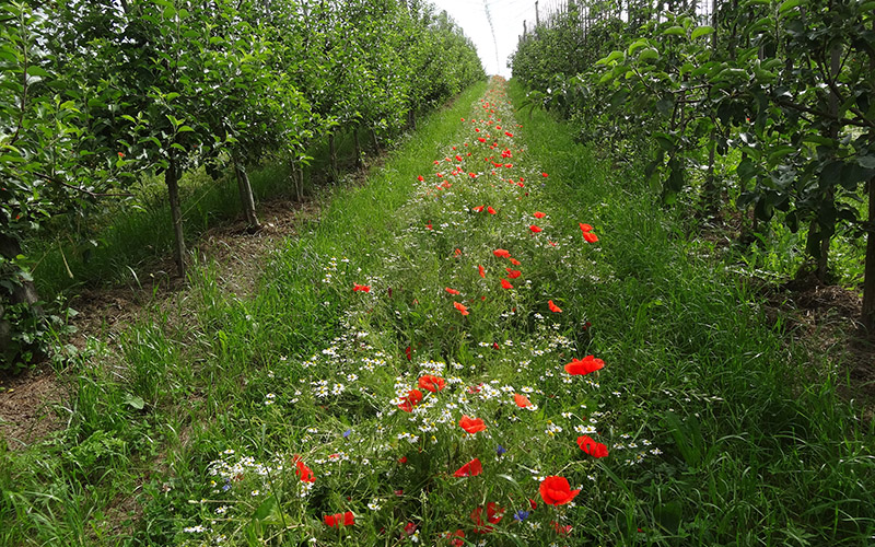 Öko-Apfelanbau: Förderung von Nützlingen durch Blühstreifen