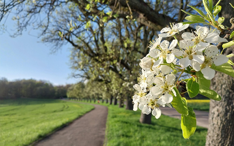 Bis zu fünf Wochen früher: Blüte 2024 auf der Streuobstwiese