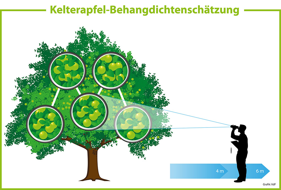 Fruchtsaftverband prognostiziert durchschnittliche Streuobsternte von 500.000 Tonnen für 2024