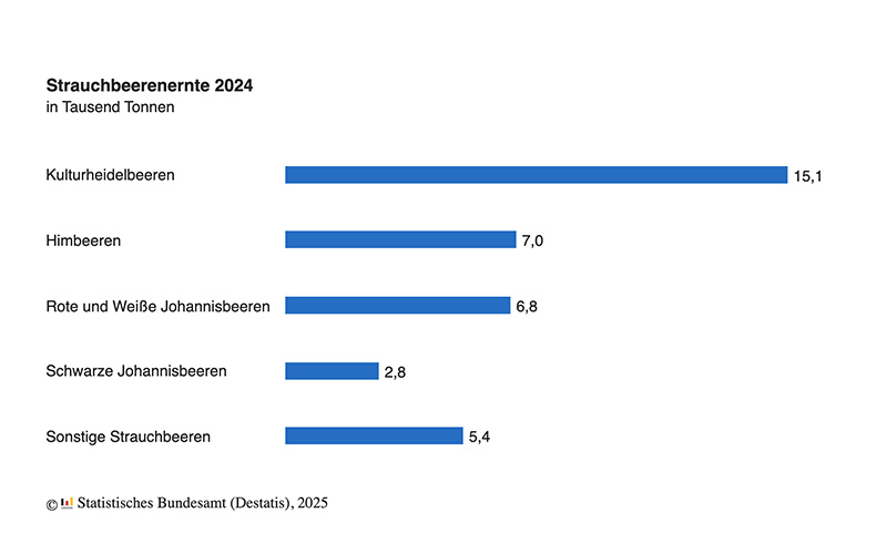 Strauchbeerenernte 2024 um knapp 11 % gesunken