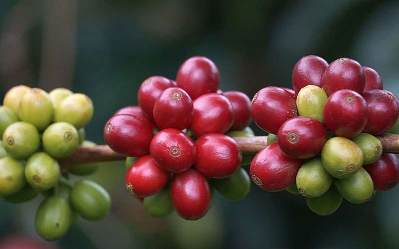 Import Promotion Desk: One Stopp und die Vielfalt von Arabica-Kaffee aus Südamerika und Afrika erleben