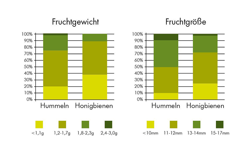 Hummeln für höhere Erträge bei Blaubeeren und Himbeeren