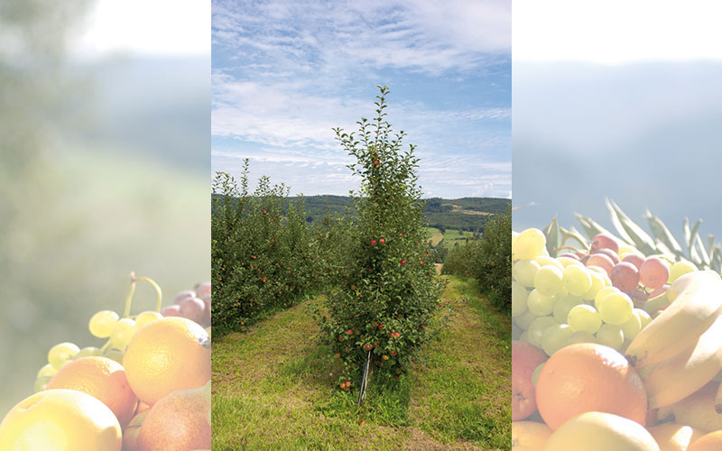 Apfelernte 2025 übersteigt voraussichtlich 1-Million-Tonnen-Marke