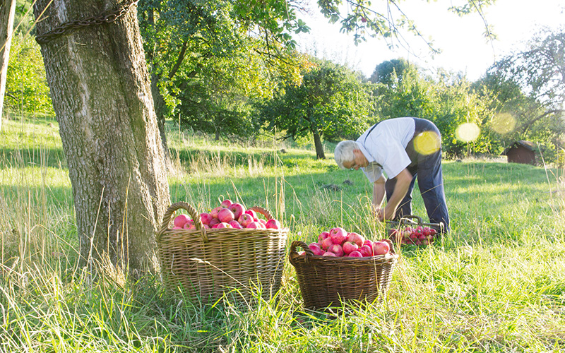 Schwäbischer Cider immer beliebter – das Trendgetränk aus der Region