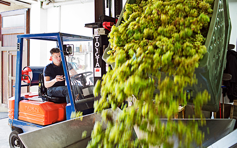 Finale Schätzung: Kleinste Weinernte seit 2010 in Deutschland
