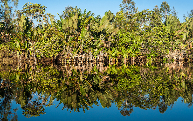 Symrise startet digitale Plattform zum CO₂-Tracking und bekräftigt sein Bioökonomie-Engagement auf der COP30