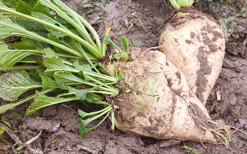 Zuckerrübenanbau: Langfristige Einigung mit Rübenbauern erzielt